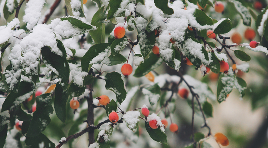snow covered tree with red berries