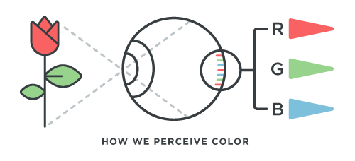 Color Blindness 101: Causes, Types & Vision Tests | Eye Health