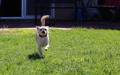 Raghu's dog, Ruby