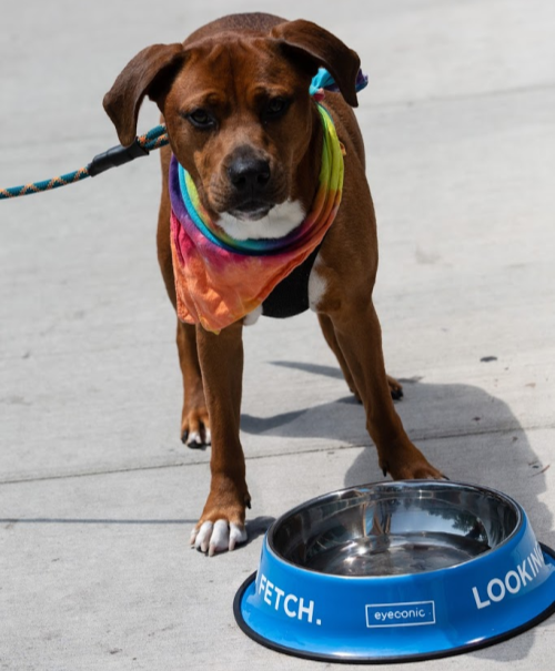 dog attends grand opening of eyeconic store
