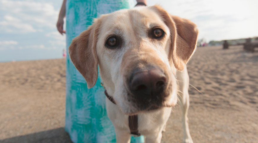 are seeing eye dogs happy